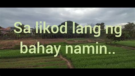 'kinantot sa bukid' Search .